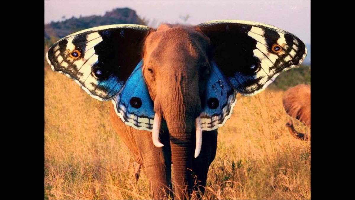 Собачка с бабочкой на носу