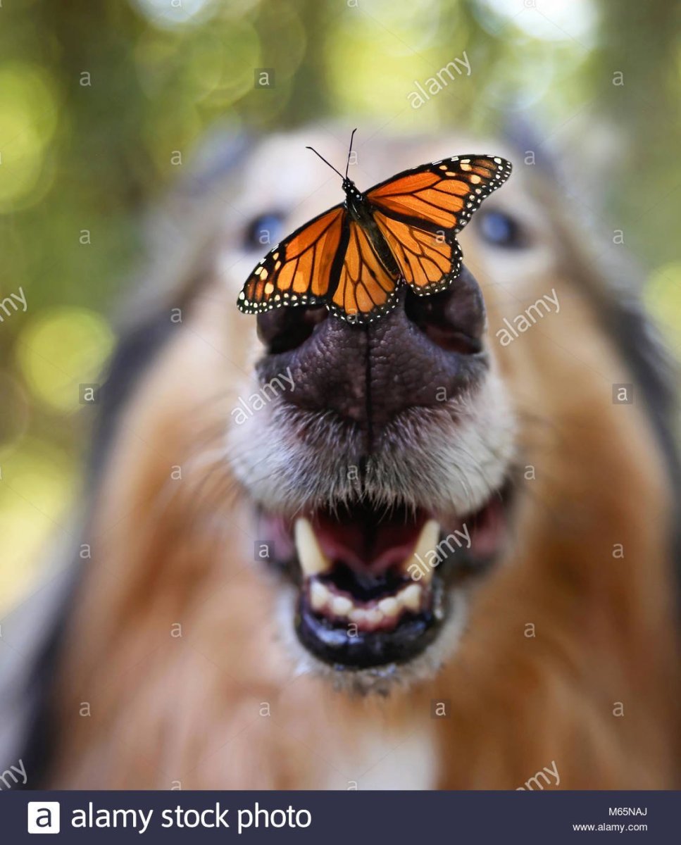 Собака с бабочкой на носу