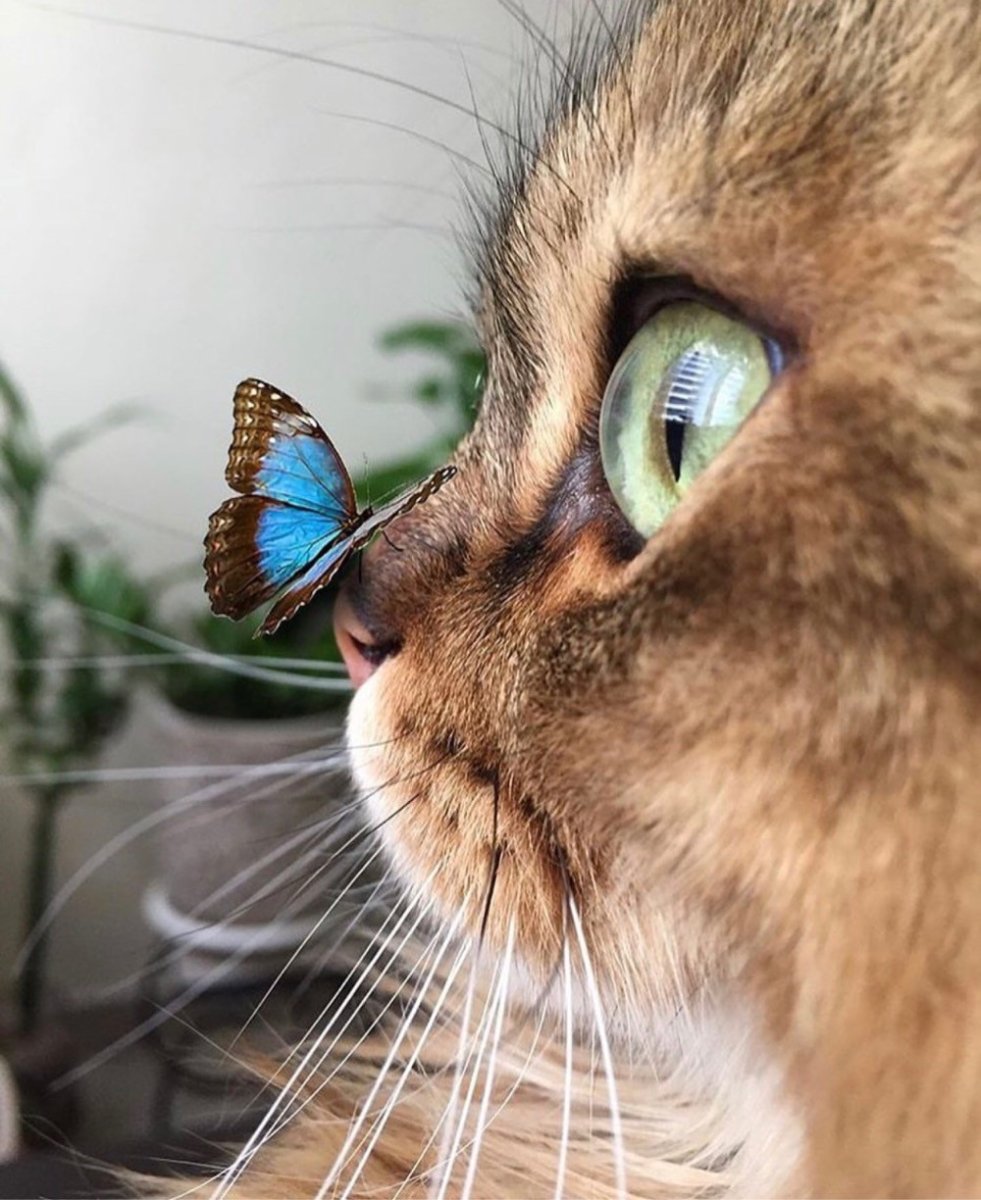 Смешной тигр