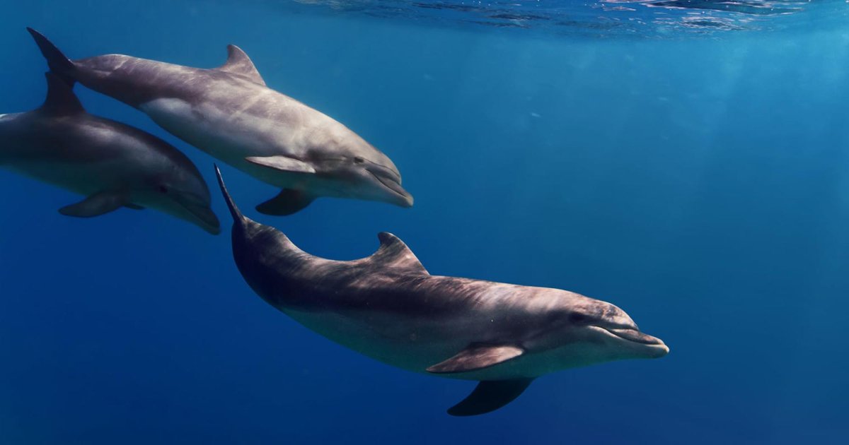 Черноморская Афалина стая