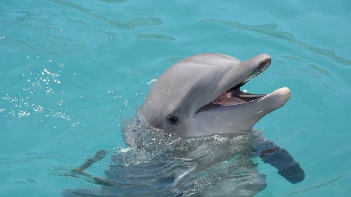 Дельфины умные животные