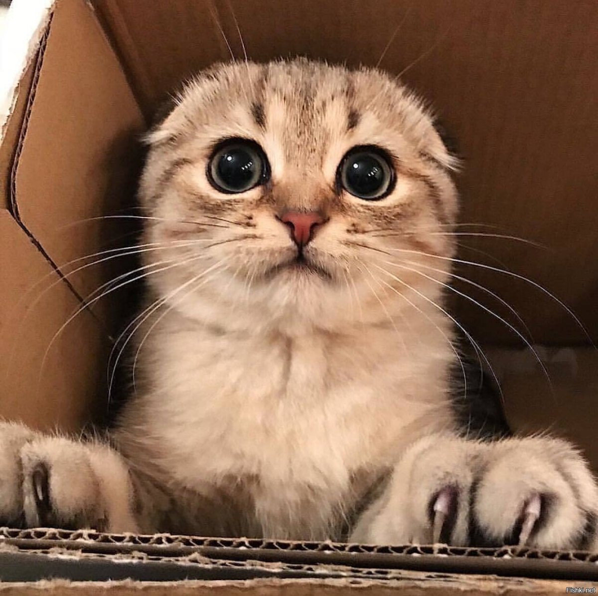 Котик просит