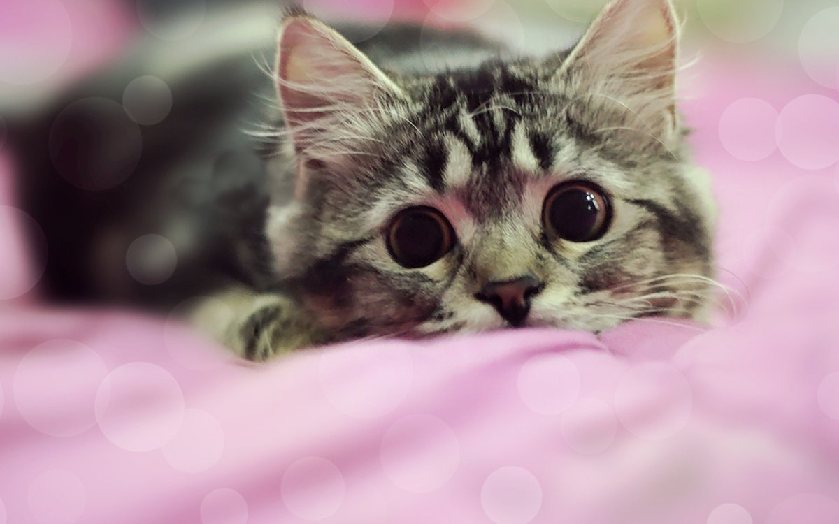 Милый котенок