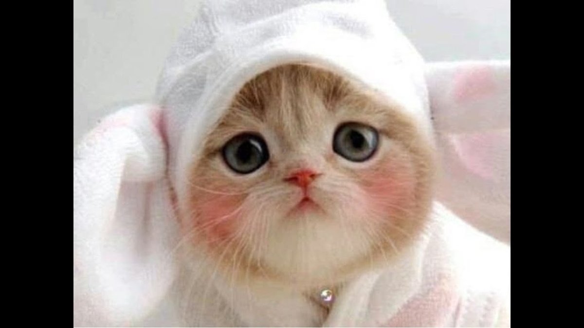 Самые милые котики с шапочками