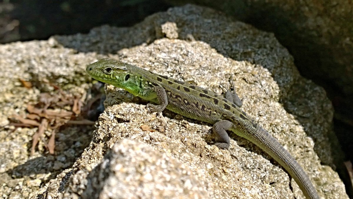 Ящерица Московская