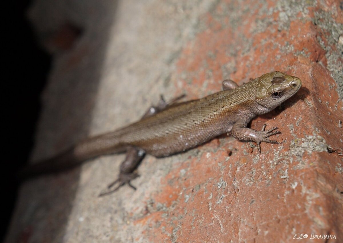 Прыткая ящерица меланист
