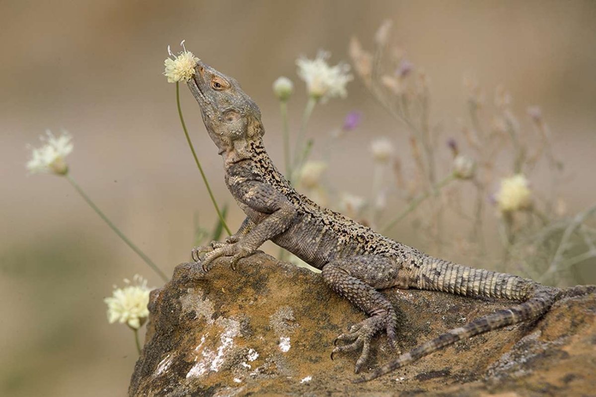 Кавказская агама