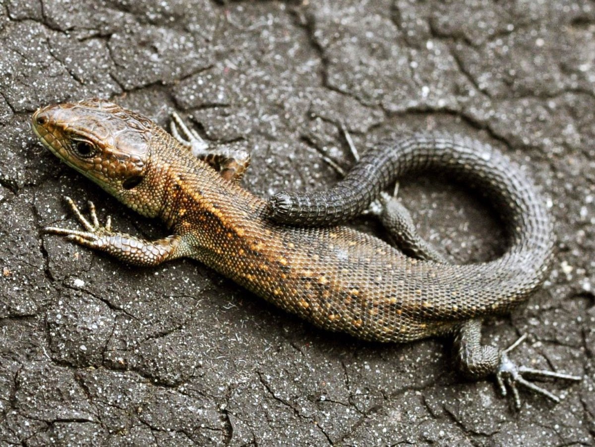 Прыткая и живородящая ящерицы