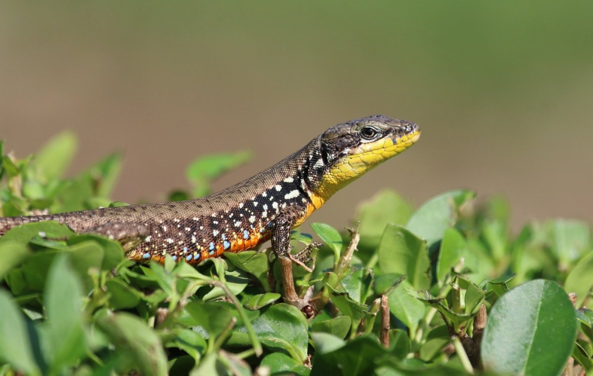 Прыткая ящерица обыкновенный Тритон