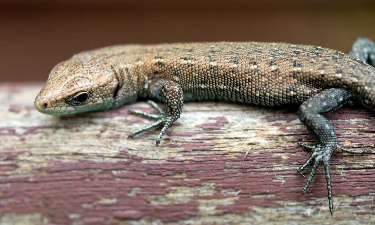 Подмосковный Варан