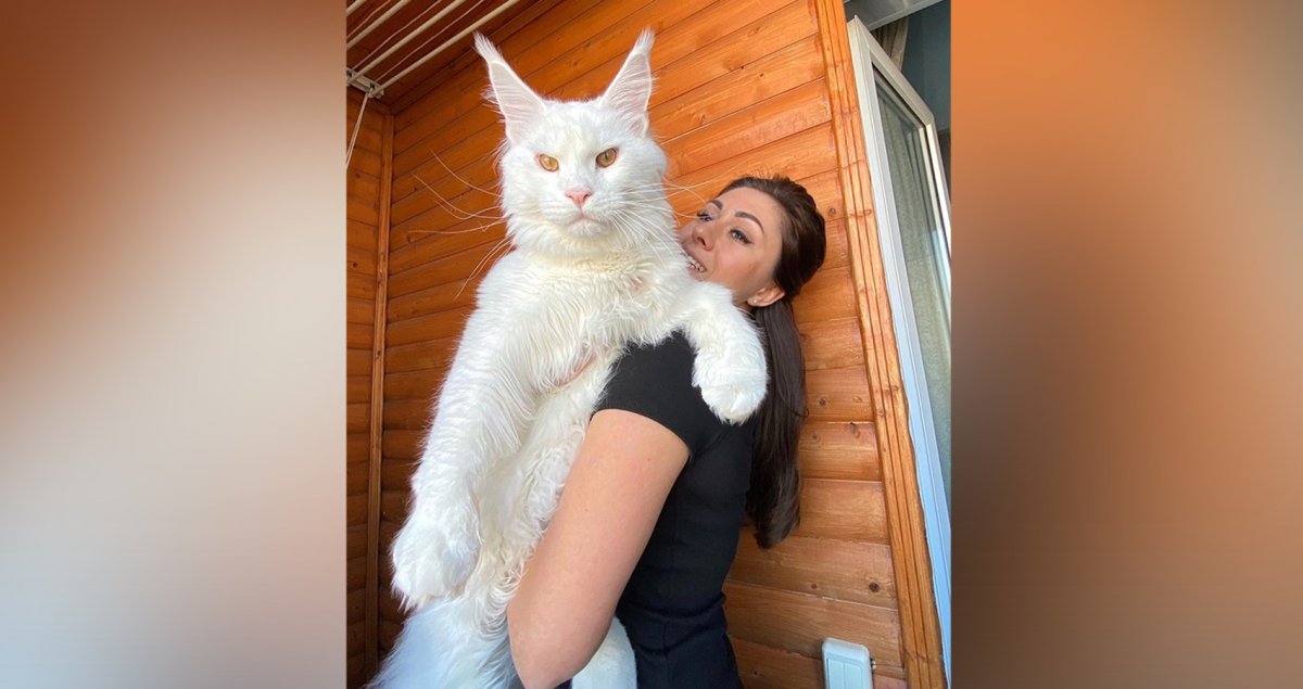 Белый Мейн кун кефир