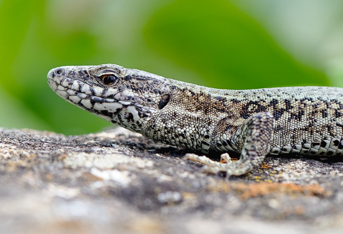 Цепкохвостый сцинк