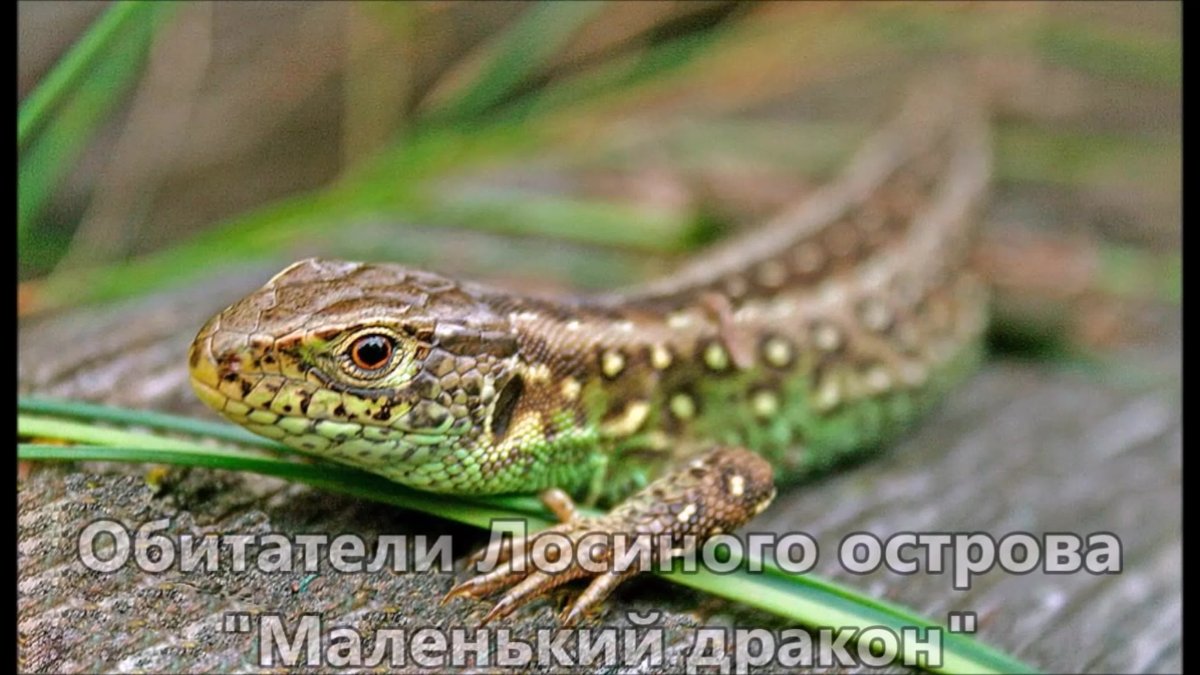 Земноводные Тритон жаба