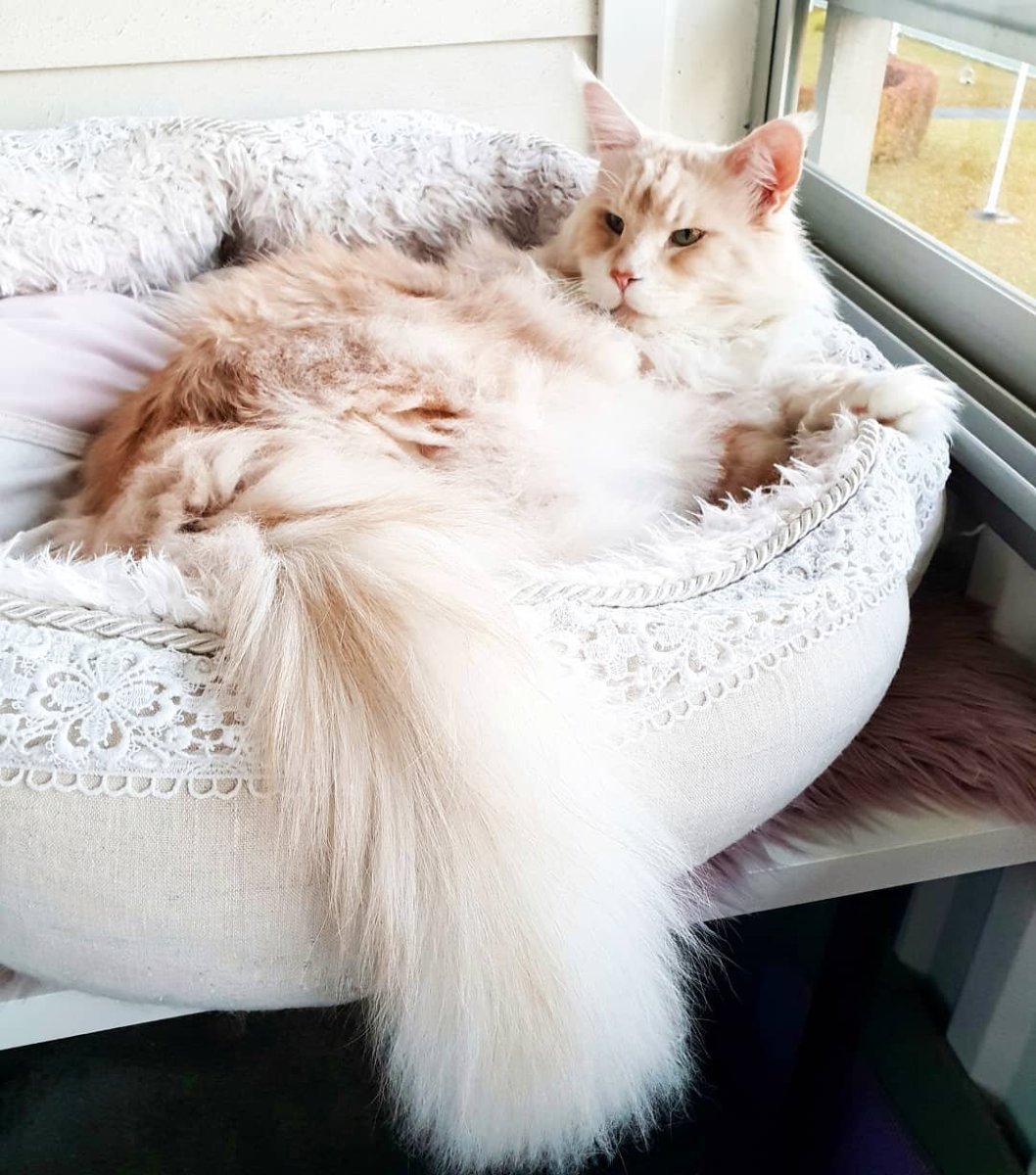 Мейн-кун по кличке Лотос