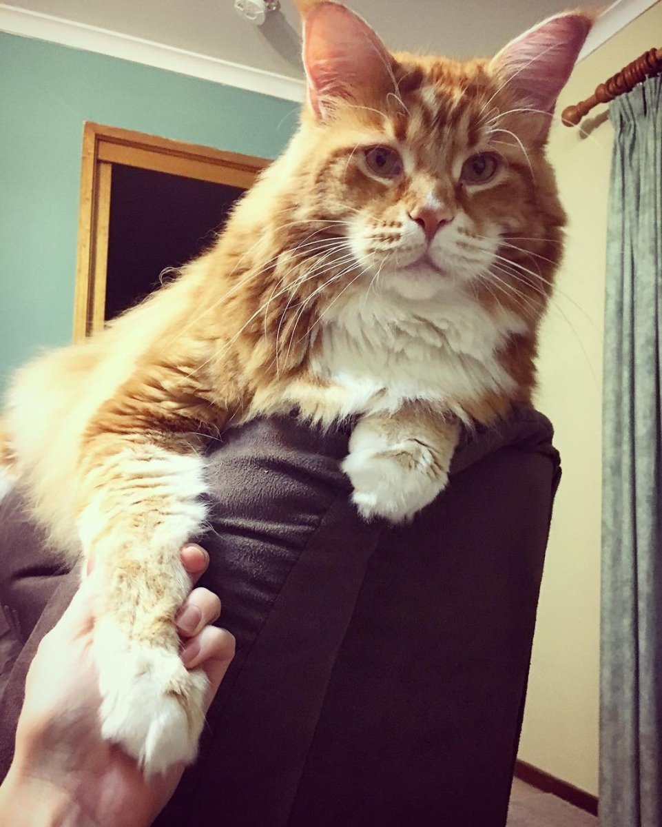 Мейн кун по кличке Омар