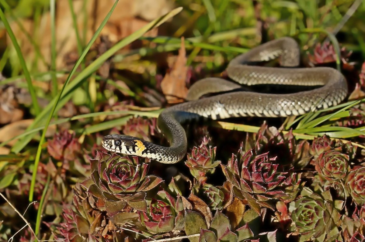 Пресмыкающиеся Алтайского края