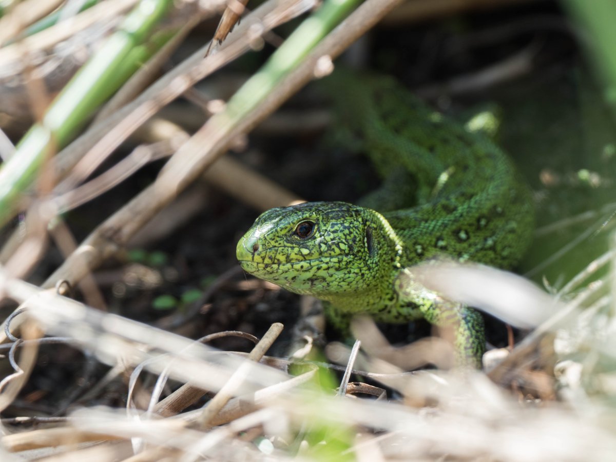 (Lacerta Agilis grusinica)