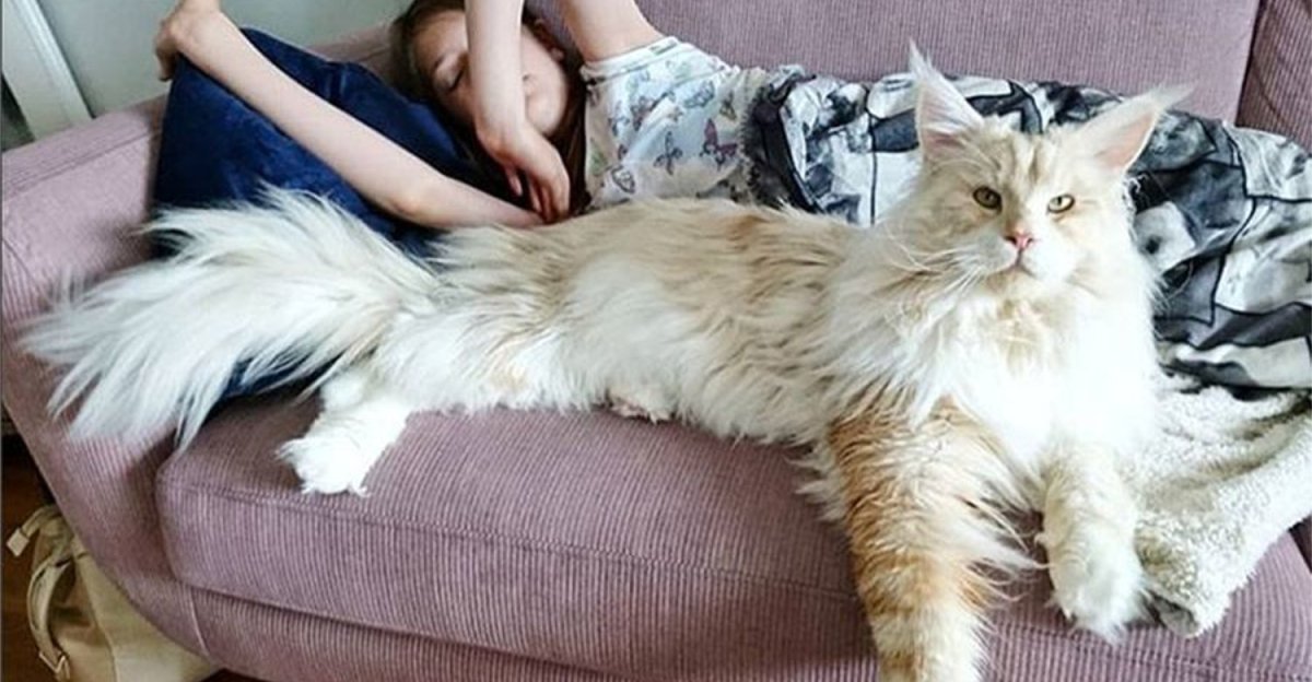 Рэгдолл и Мейн кун