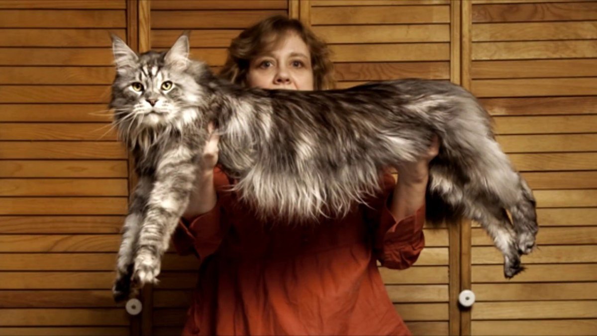 Гигантский кот Мейн кун