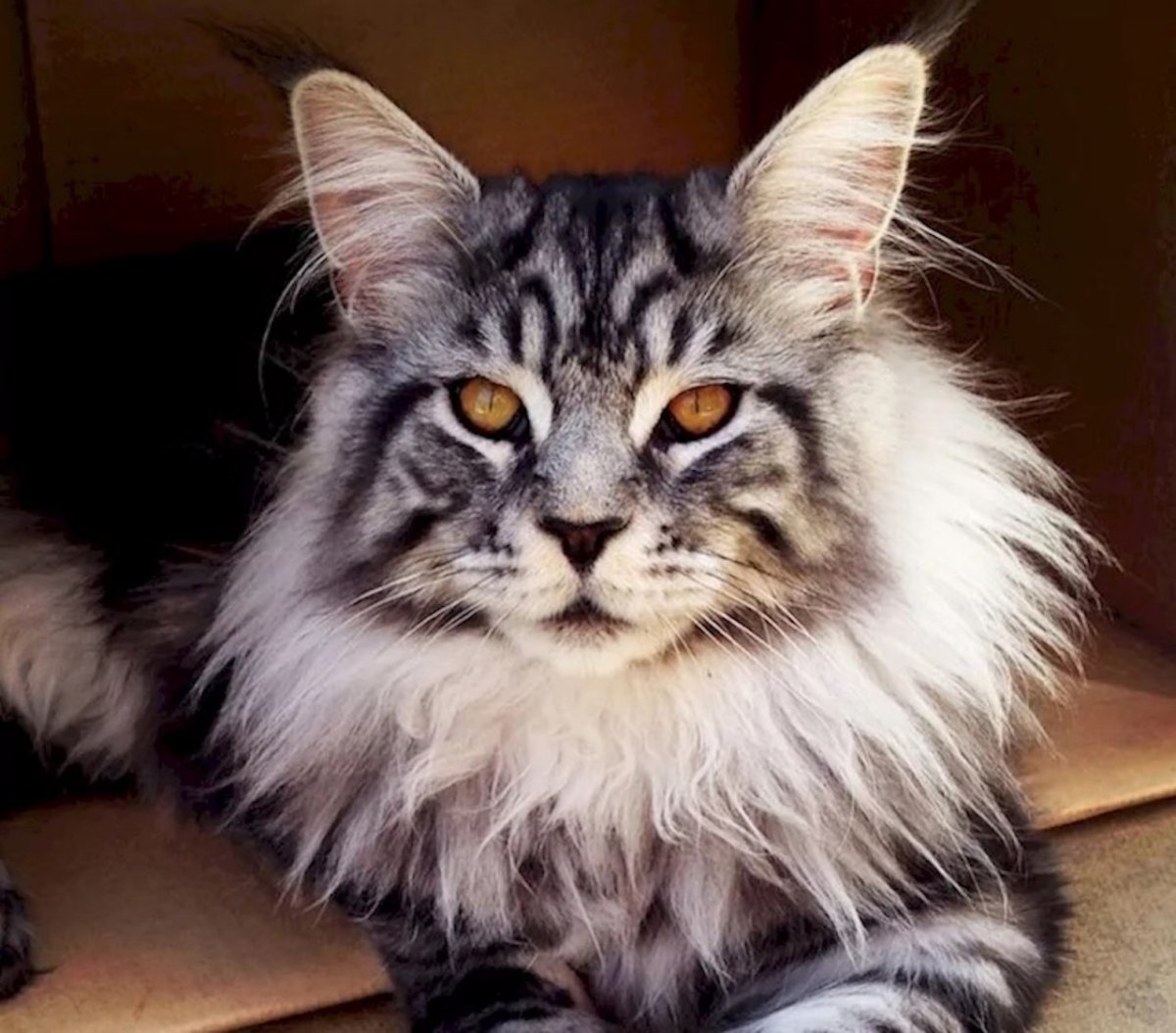 Кот большой