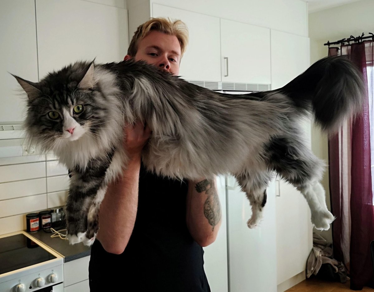 Мейн кун Павла воли