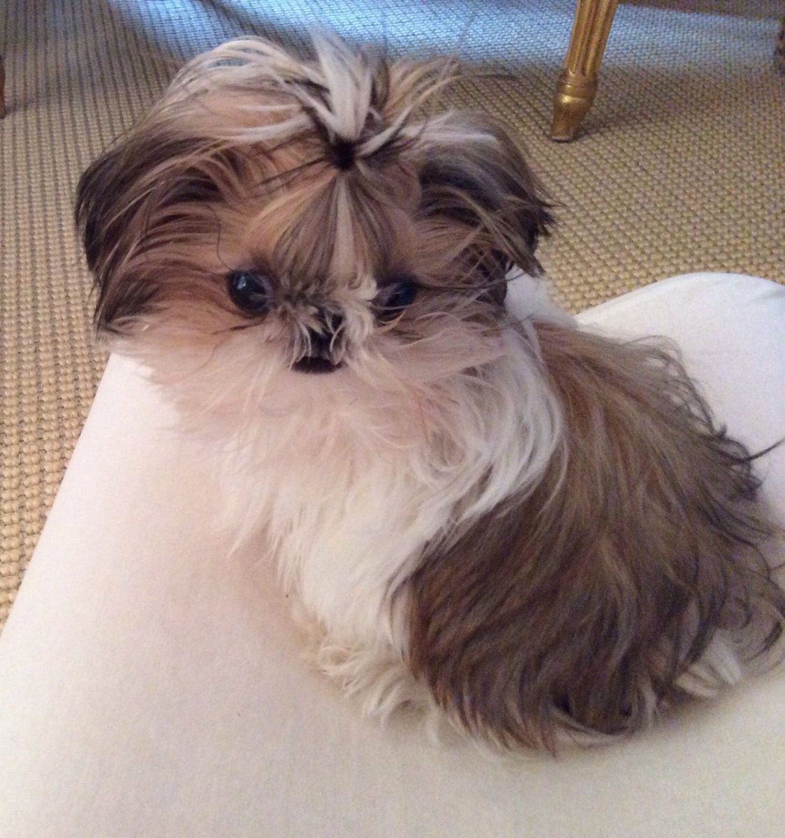 Помесь ши тцу и шпица