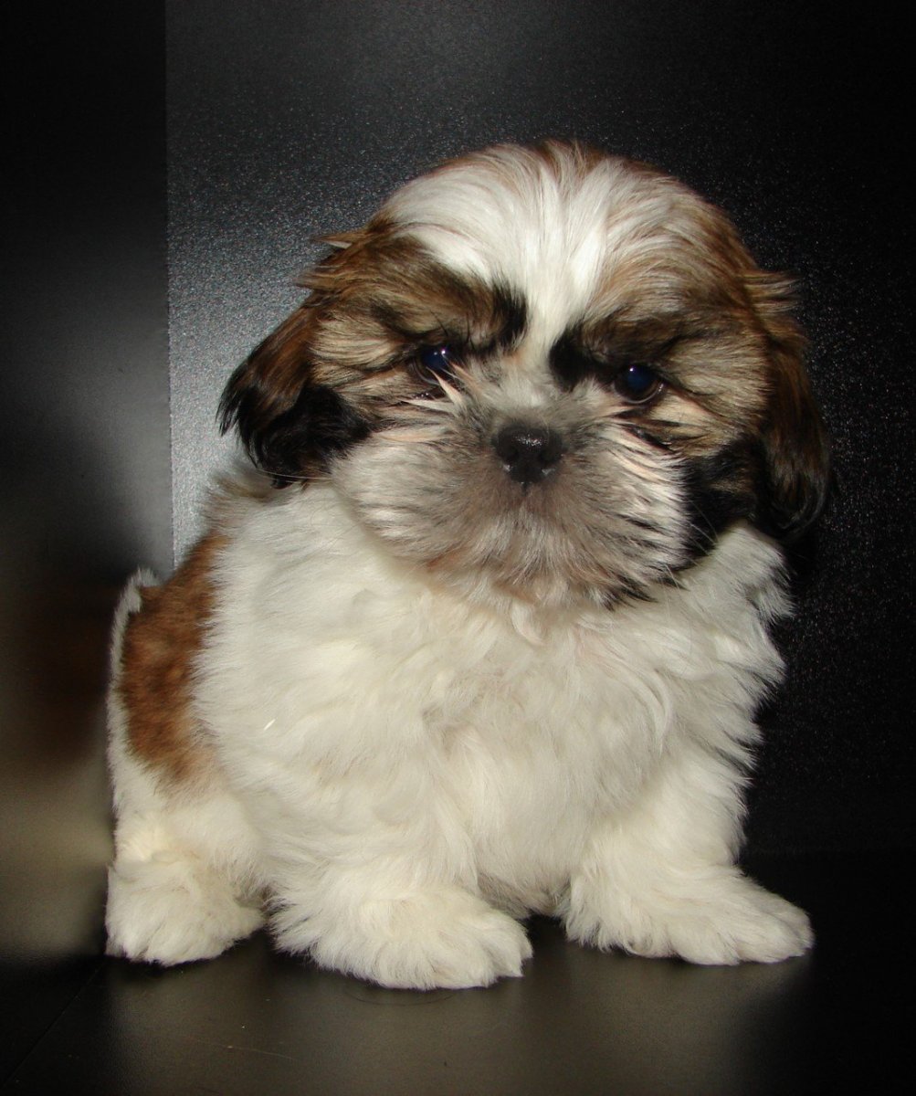 'Maltese Shih Tzu'