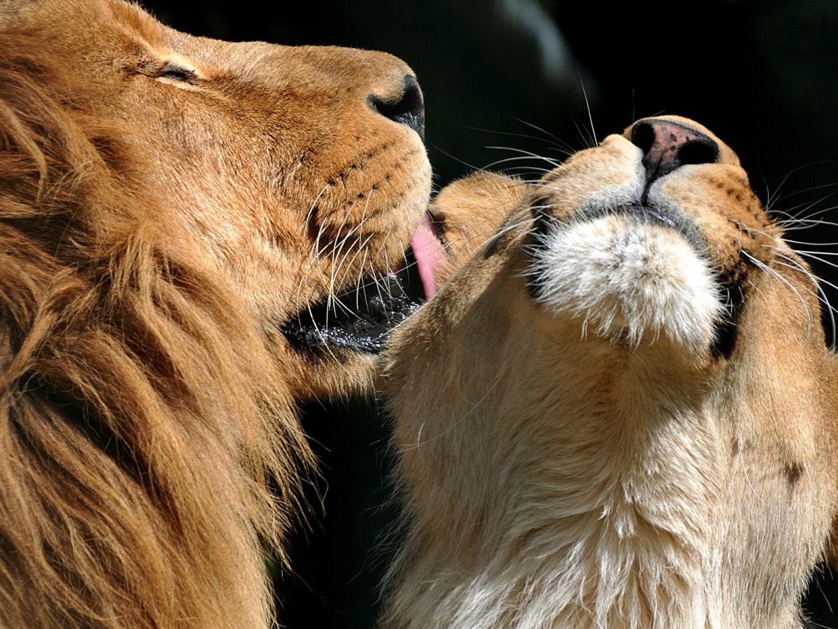 Влюбленные звери