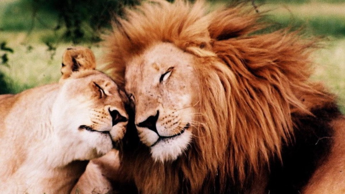 Львы обнимаются