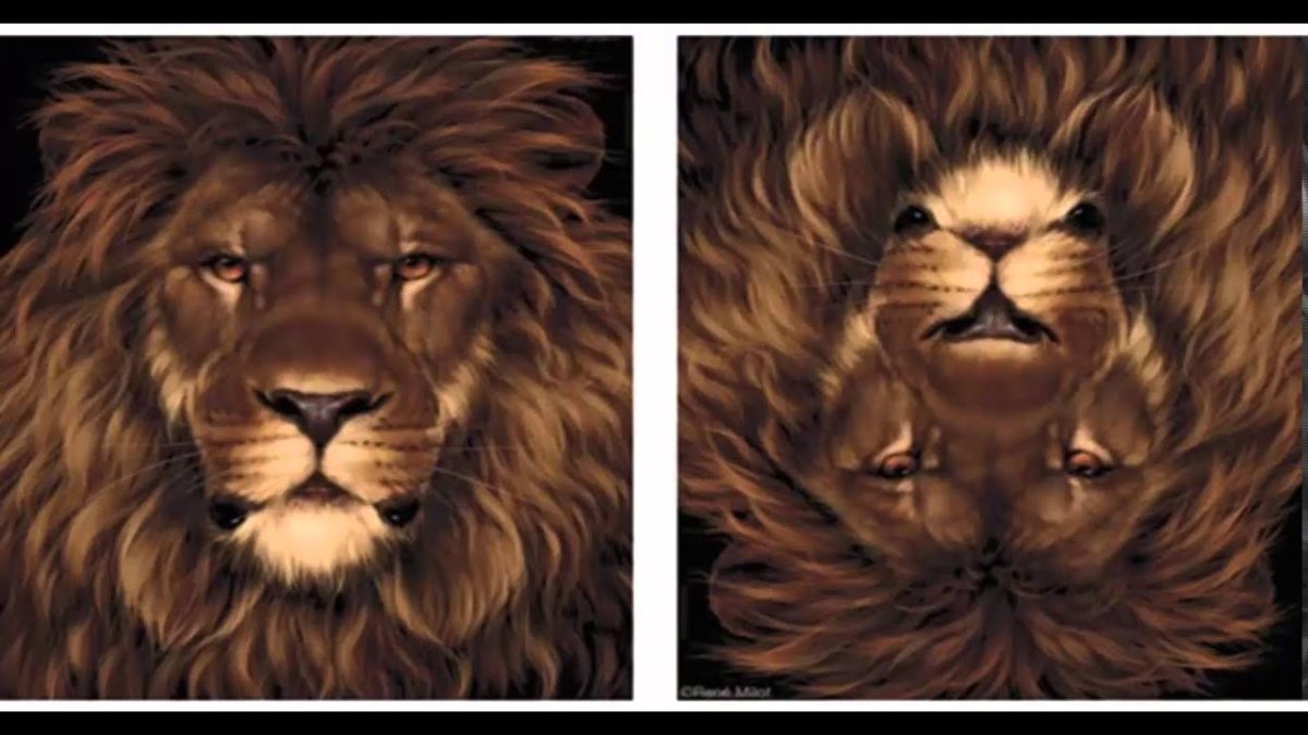 Оптическая иллюзия Лев