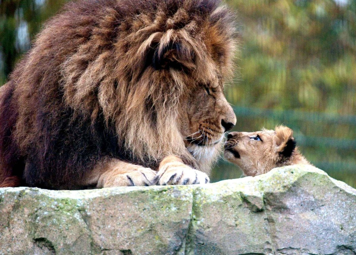 Великобритания зоопарк Лев