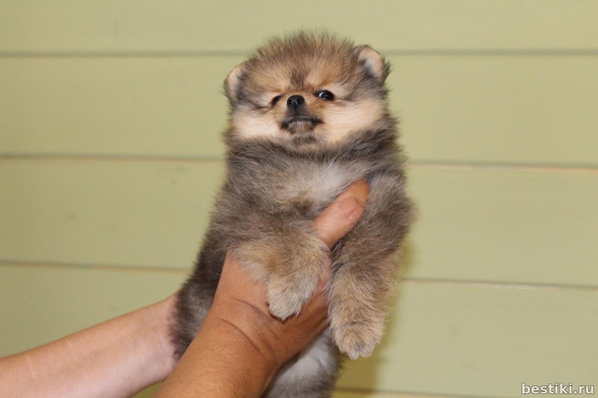 Померанский шпиц оранж щенки