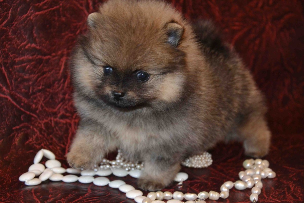 Померанский шпиц соболиный