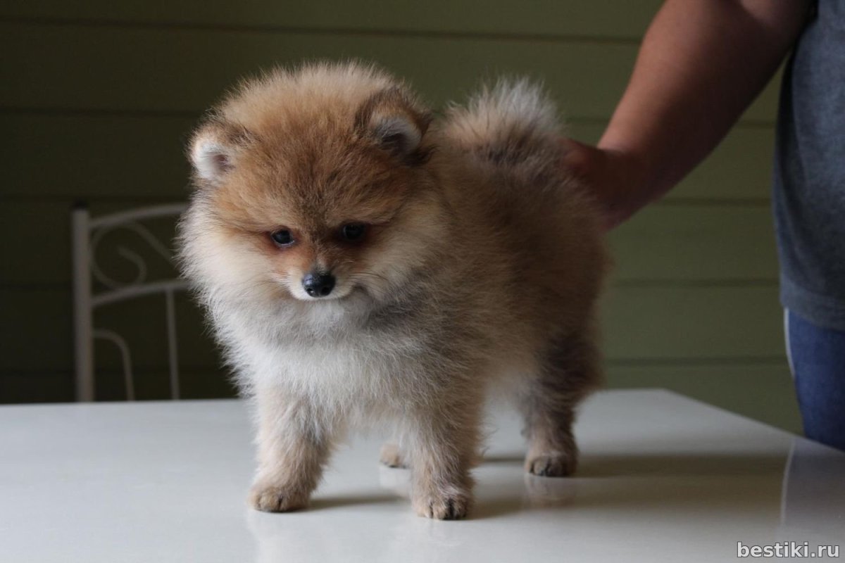 Померанский шпиц кремовый