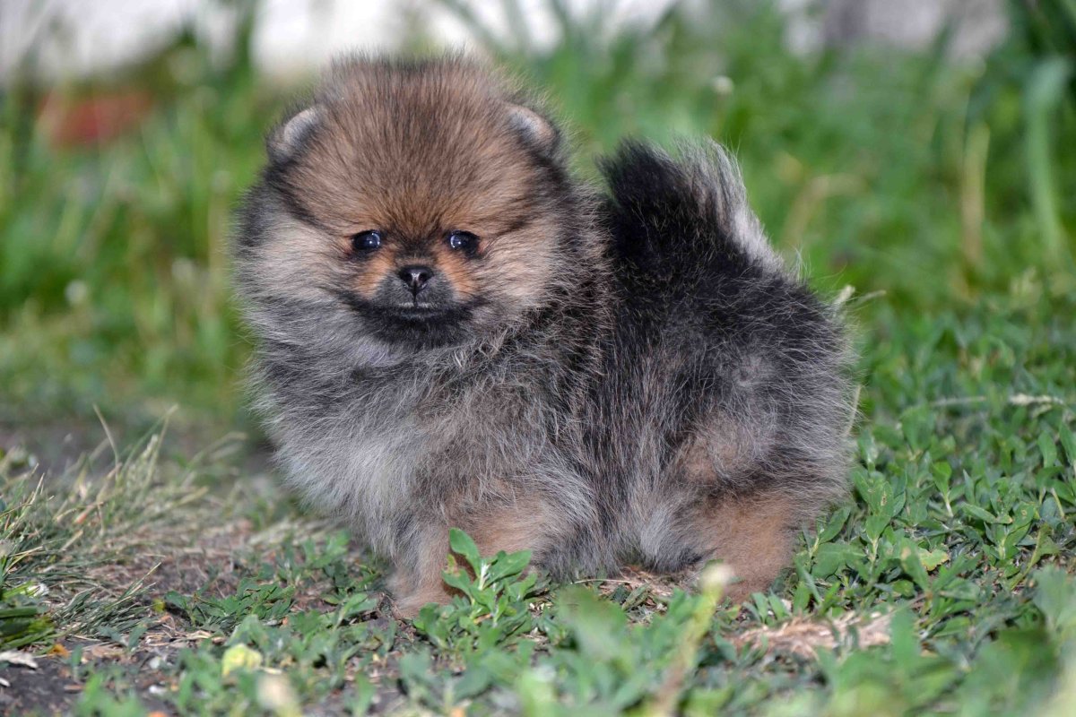 Немецкий соболиный шпиц Соболь