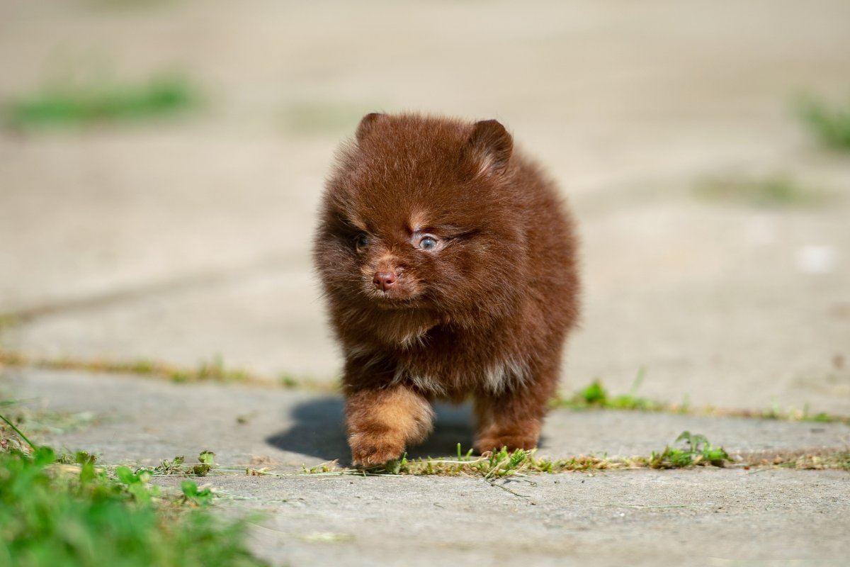 Шпиц черепаховый окрас немецкий