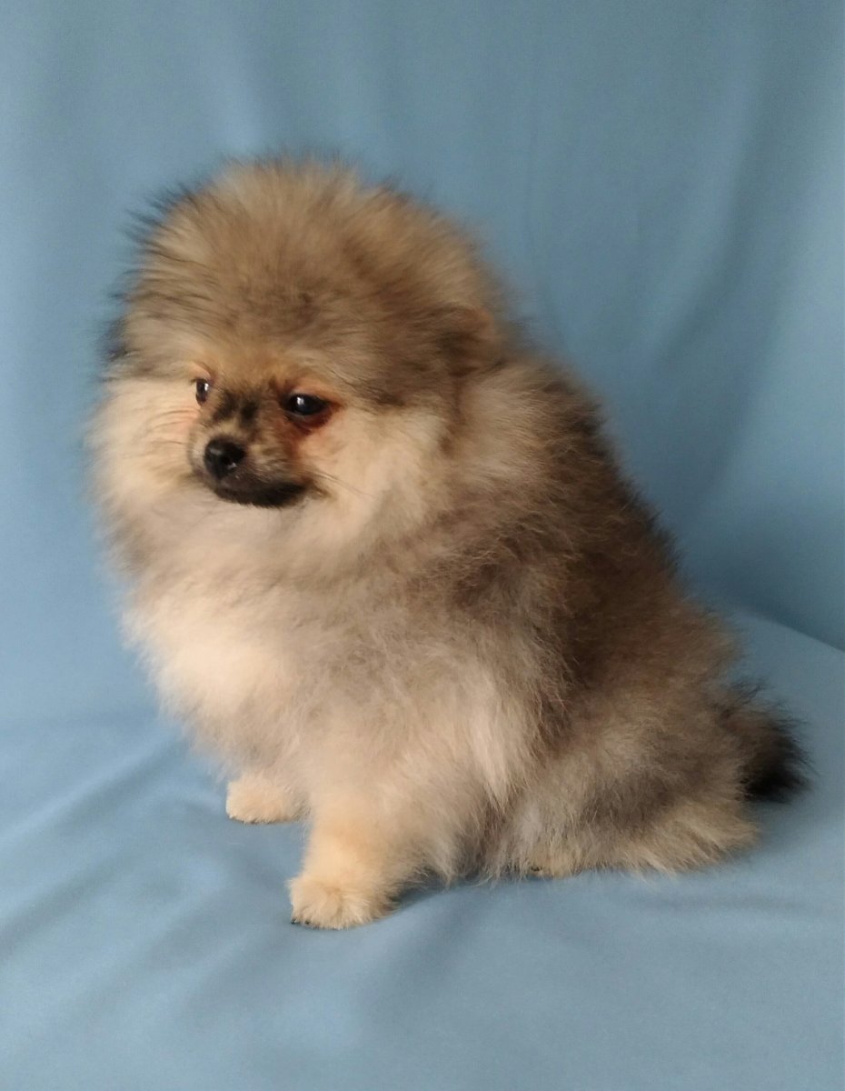 Щенки шпица