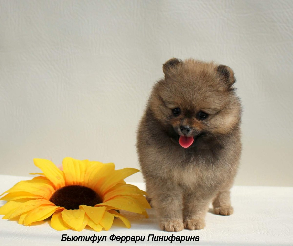 Шпиц оранж Соболь