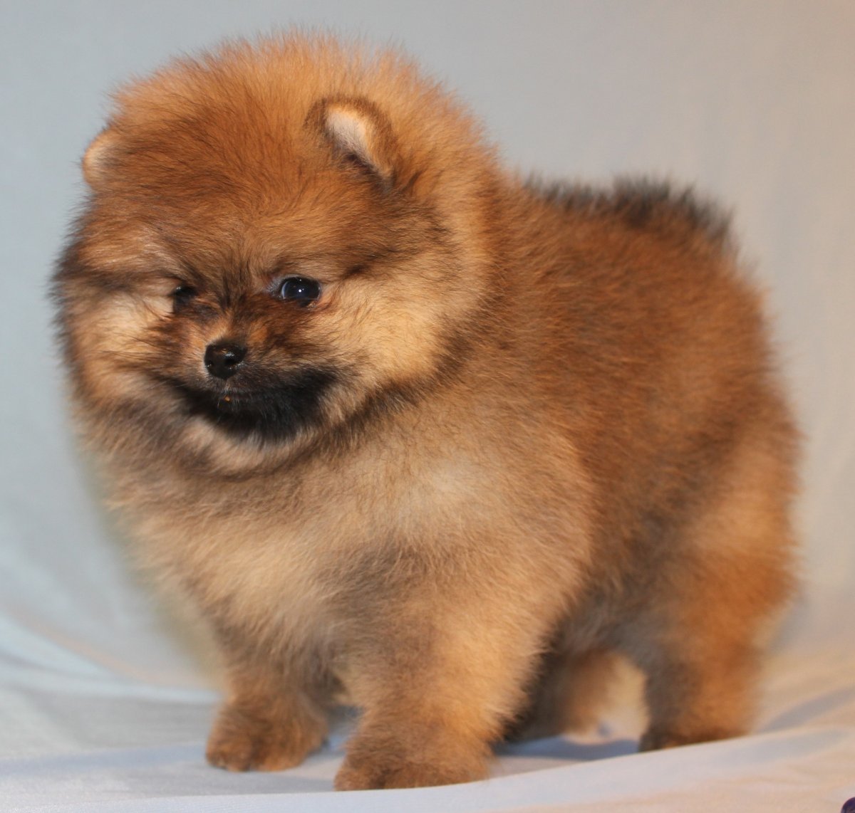 Оранж Соболь померанский шпиц