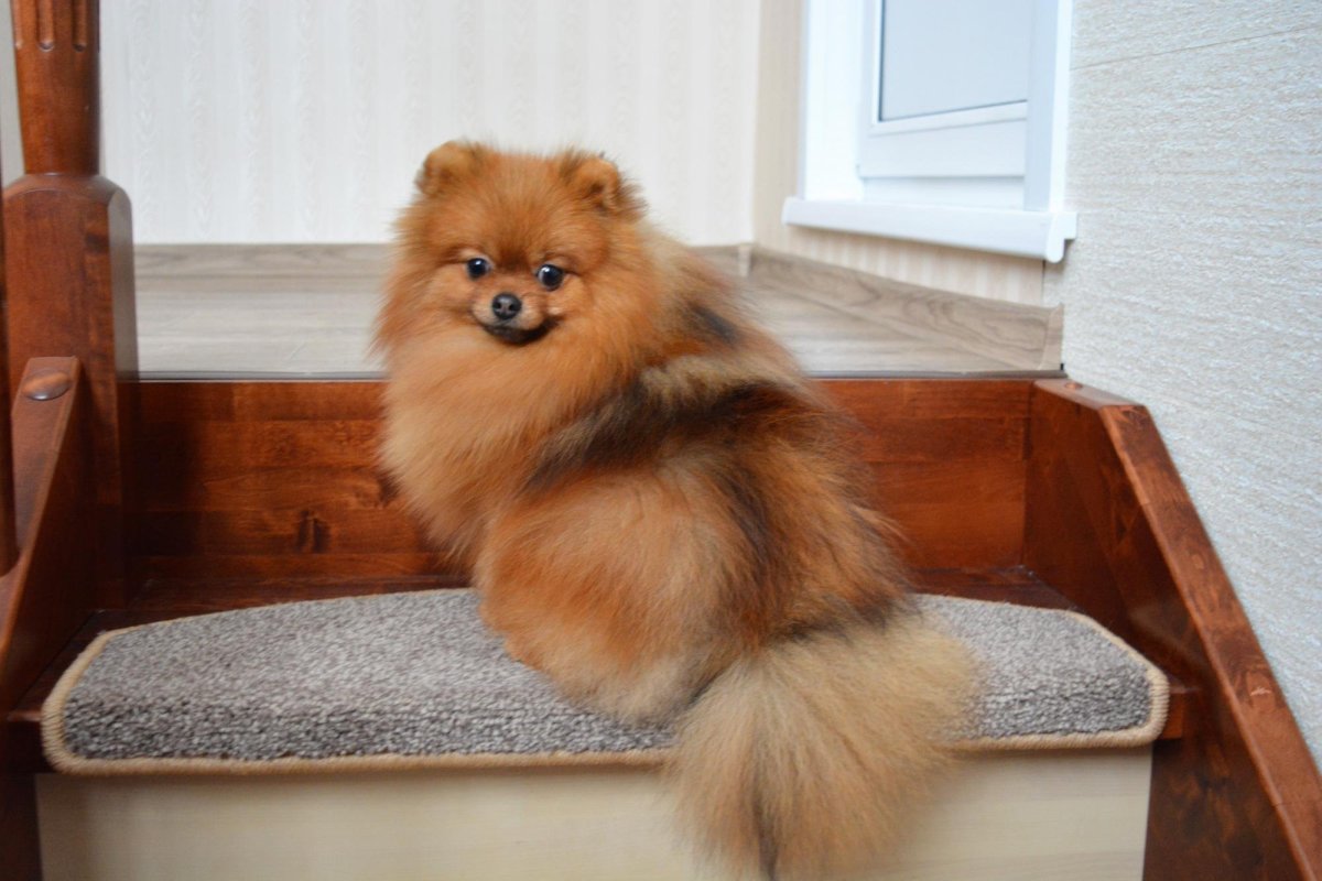 Шпиц оранж Соболь щенок