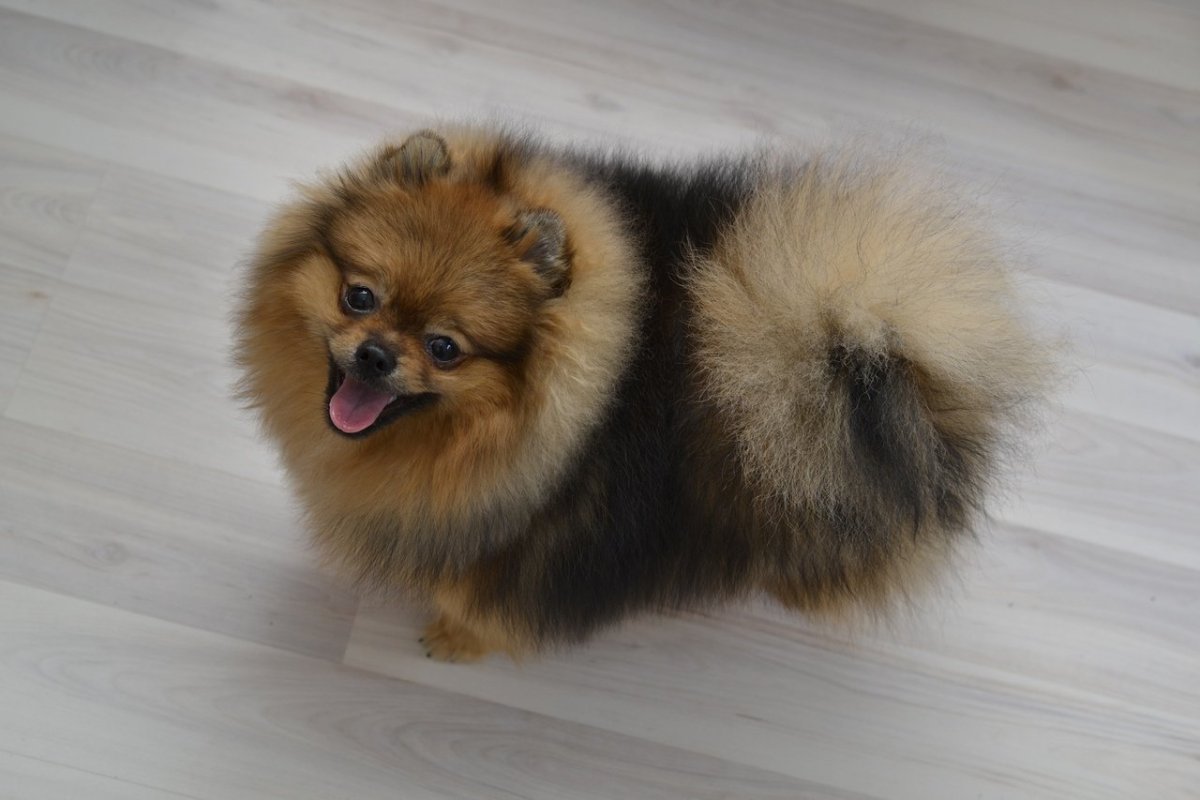 Немецкий шпиц новорожденный щенок