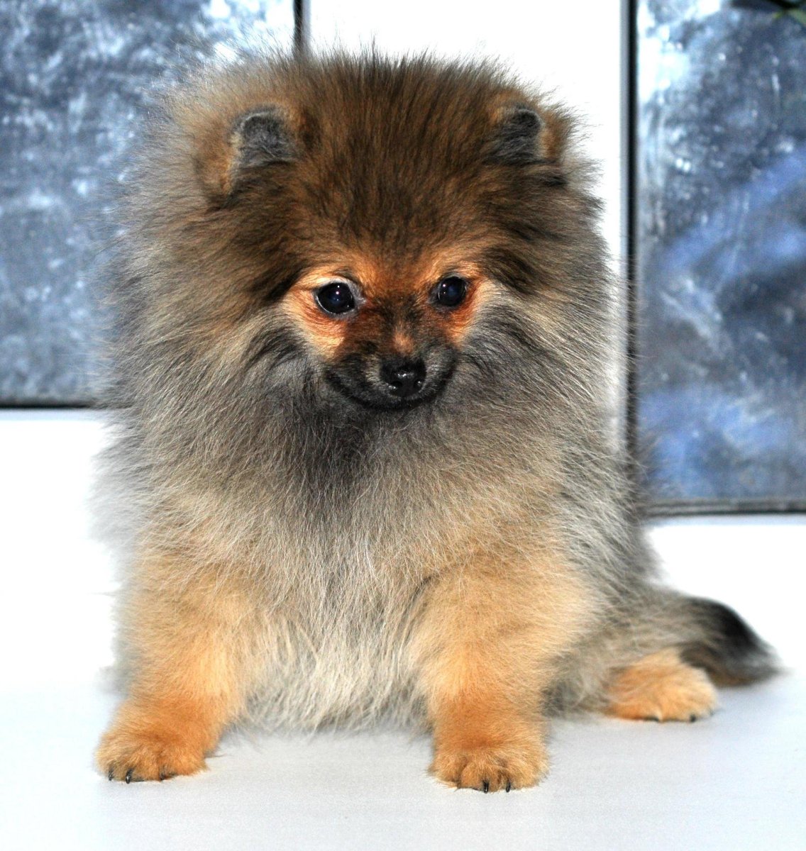 Шоко Соболь шпиц