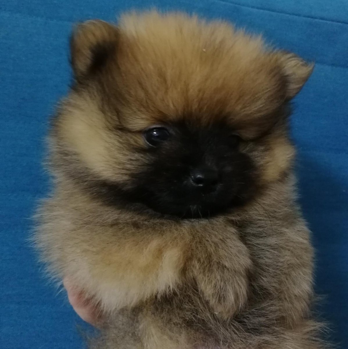 Померанский шпиц медвежьего типа оранж