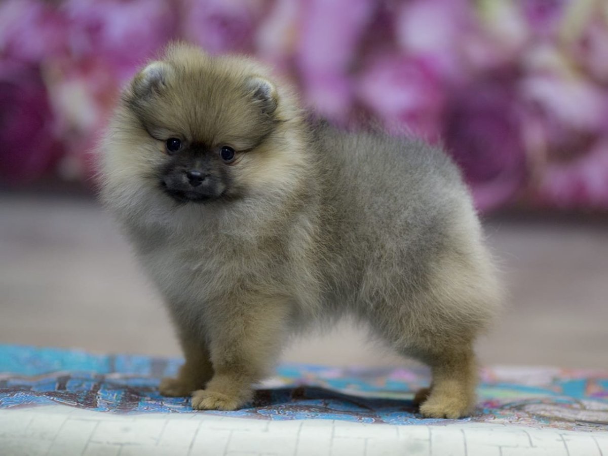 Померанский шпиц шоколадный