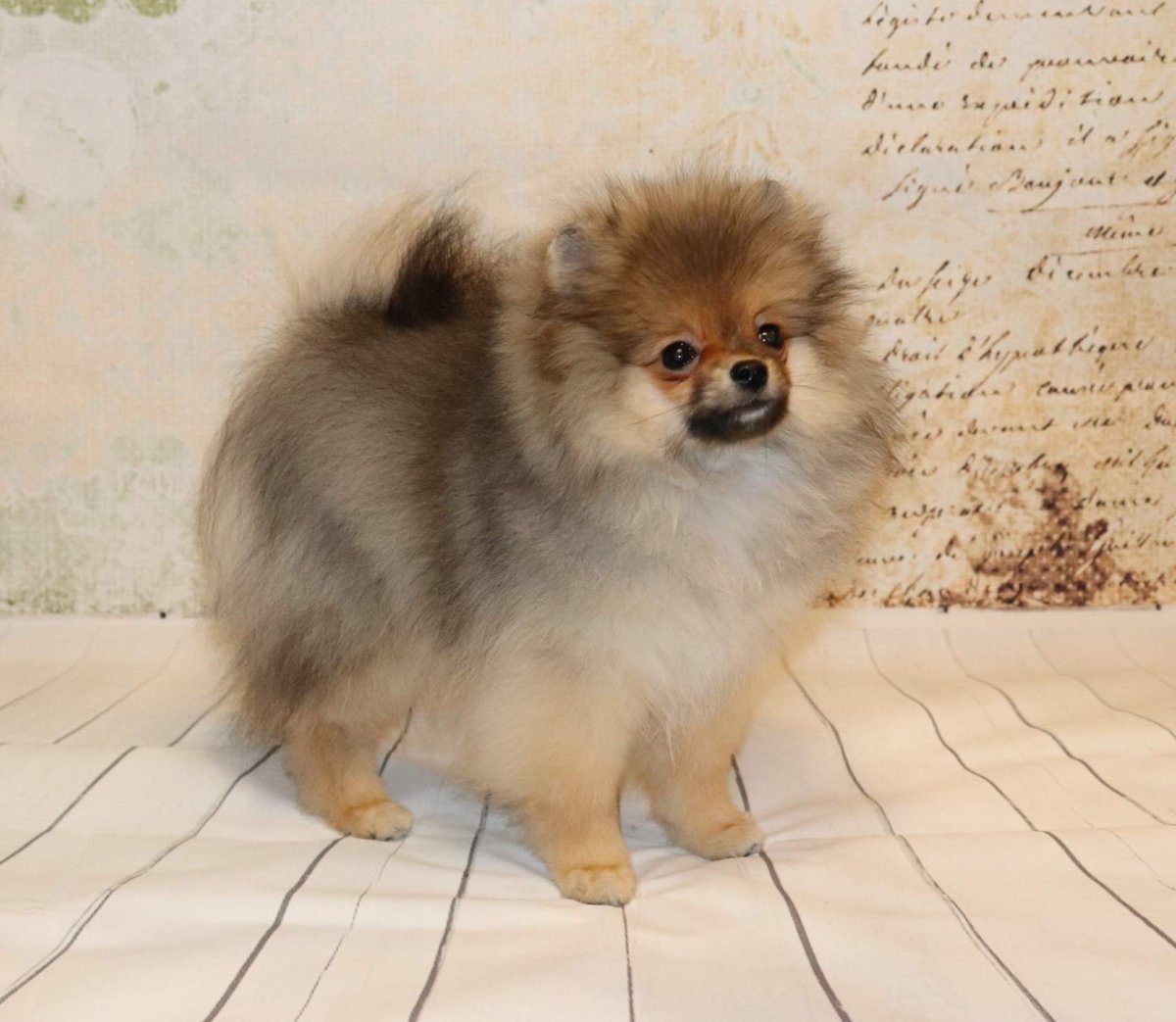 Мини шпиц померанский соболиный