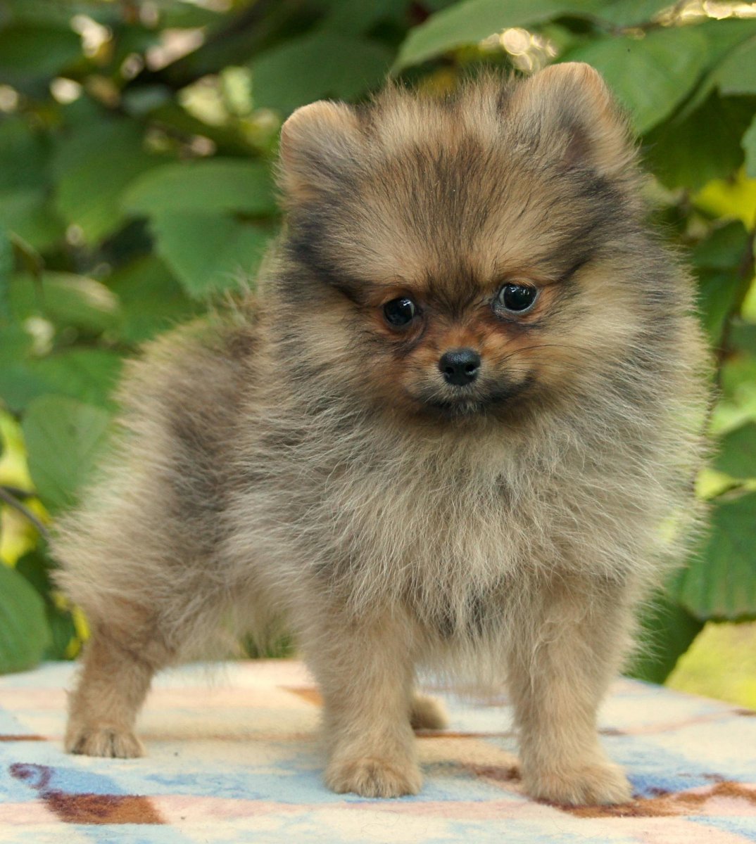 Померанский шпиц