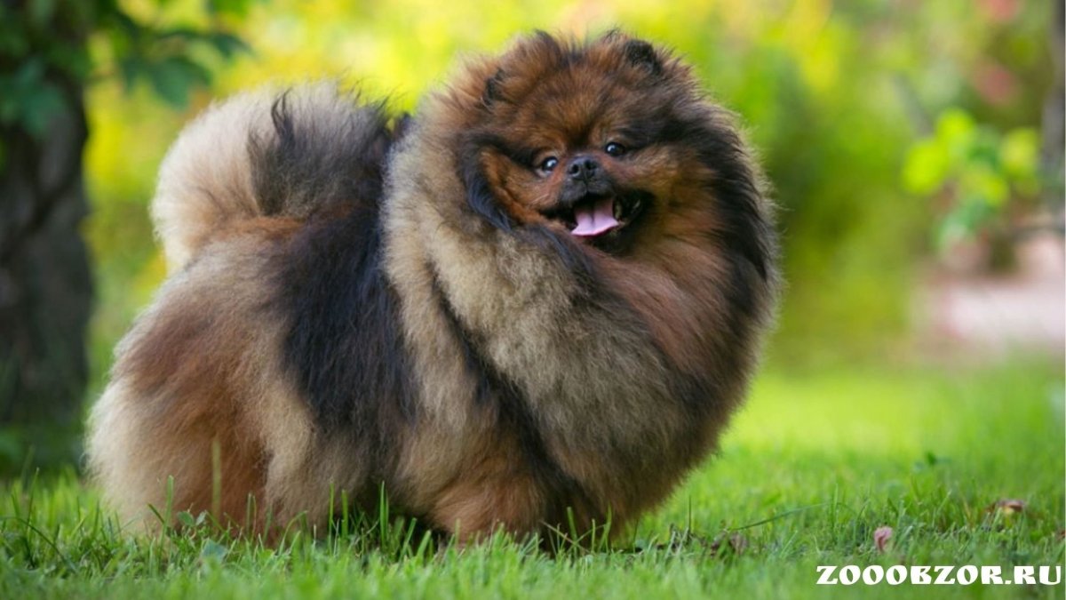 Шпиц оранж Соболь