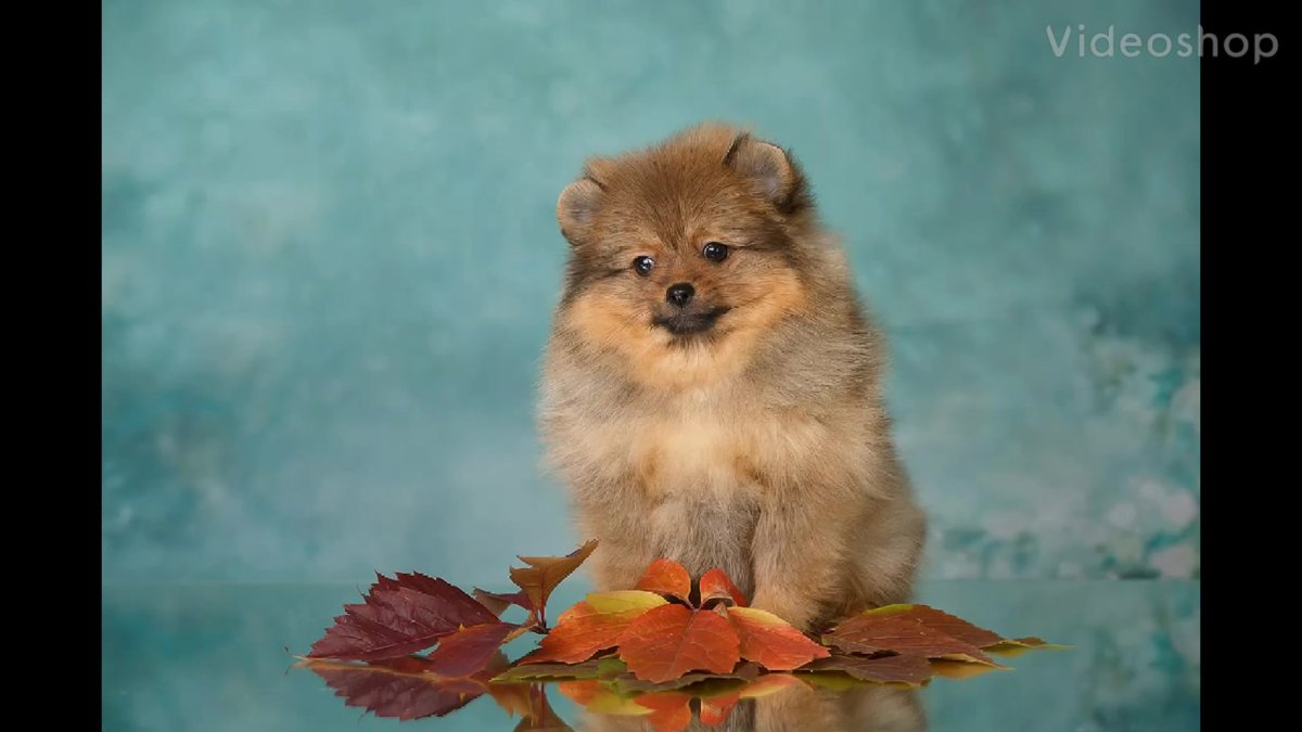 Померанский шпиц рыжий Соболь