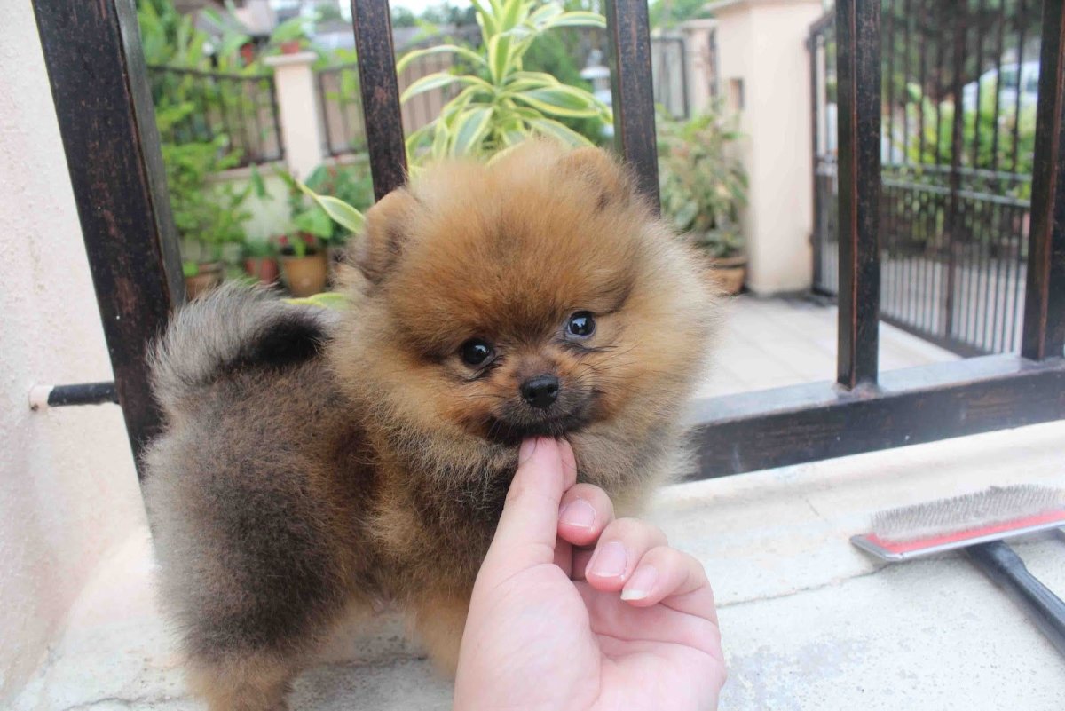 Шпиц рыжий Соболь