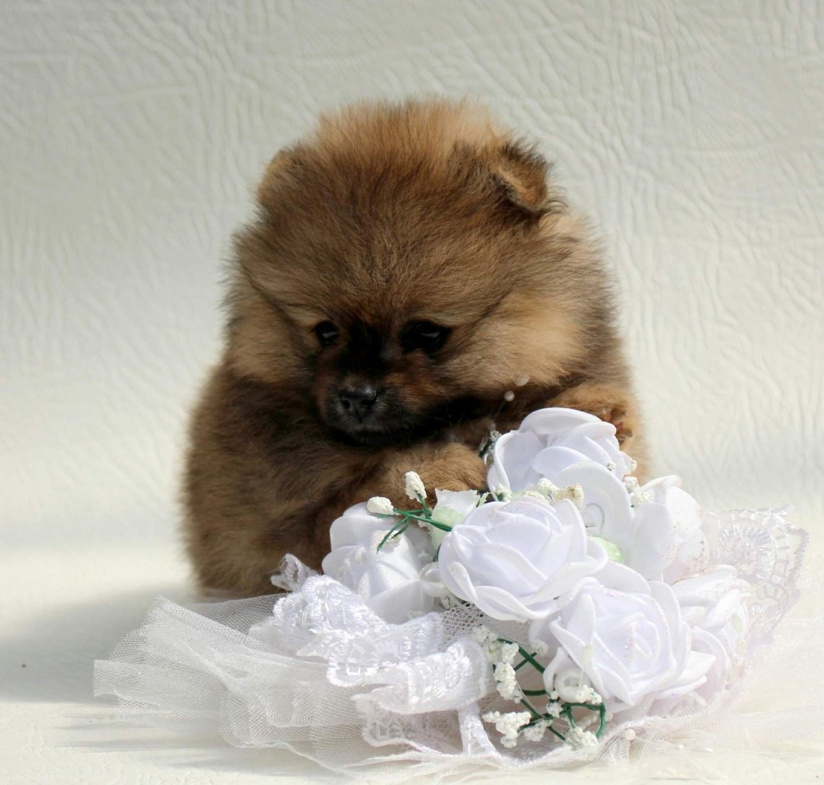 Шоколадно соболиный померанский шпиц